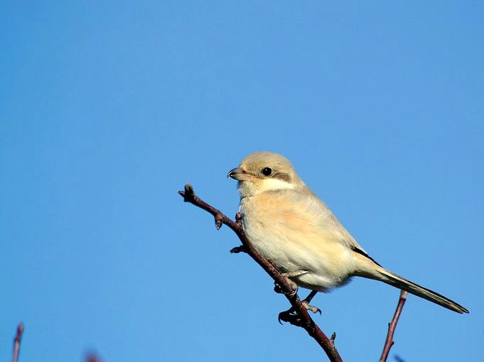 10 Account Social Di Birdwatching Da Seguire