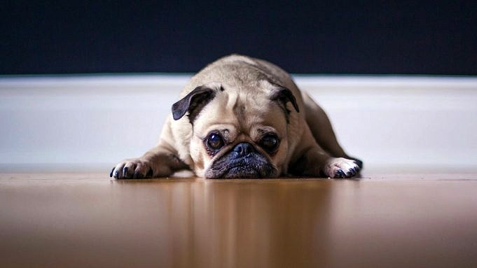 11 Veri Motivi Per Cui Il Tuo Cane Piange Quando Viene Raccolto + 7 Consigli