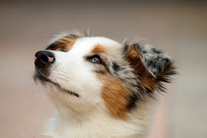 19 Motivi Per Cui Il Tuo Cane Ti Guarda Con Un Occhio
