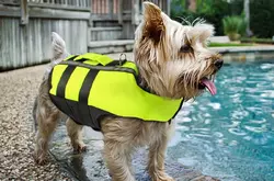 2 Giubbotto salvagente per cani RuffWear Float Coat