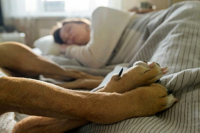 9 Motivi Per Cui Il Tuo Cane Ti Controllerà Mentre Dormi