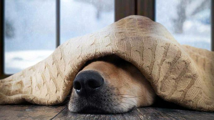 Cinque Motivi Per Cui Il Tuo Cane Dovrebbe Dormire Sul Pavimento Invece Che Su Un Letto
