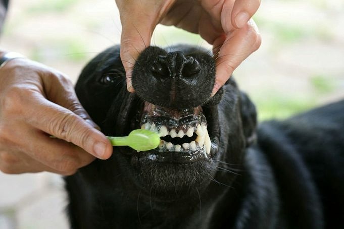 Come Nutrire Il Tuo Cagnolino Dopo Che Ha Perso I Denti?