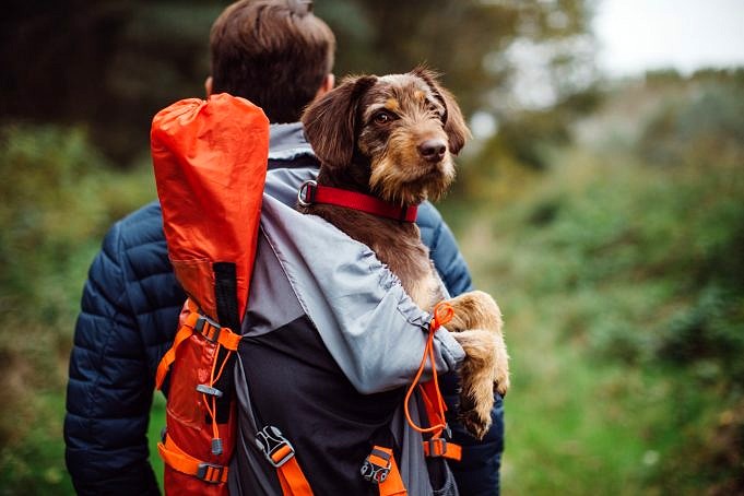 I Migliori Zaini Per Cani: Per Escursionismo, Tattico E Zaino In Spalla