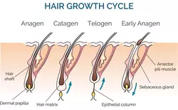 Il ciclo di crescita dei capelli