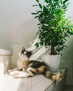Lettiera Purrfect Lettiera per gatti con controllo degli odori