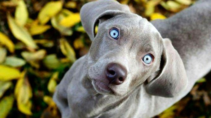 Razze Di Cani Con Occhi Azzurri 19 Splendidi Cuccioli, Con Immagini
